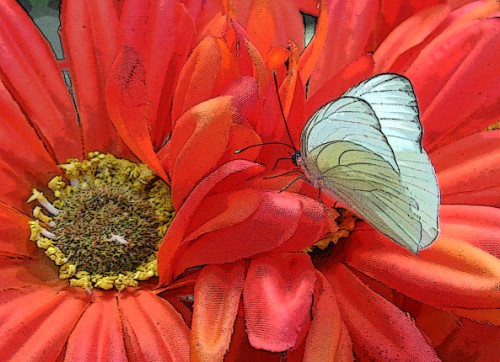 Butterfly on Fake Flower