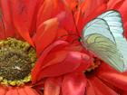 Butterfly on Fake Flower