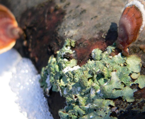 Green lichens don't freeze