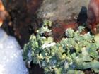 Green lichens don't freeze