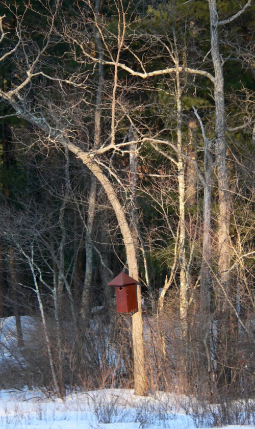 Bird feeder in the park