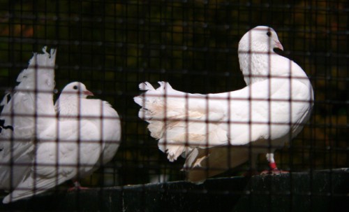 Weird Birds Marching