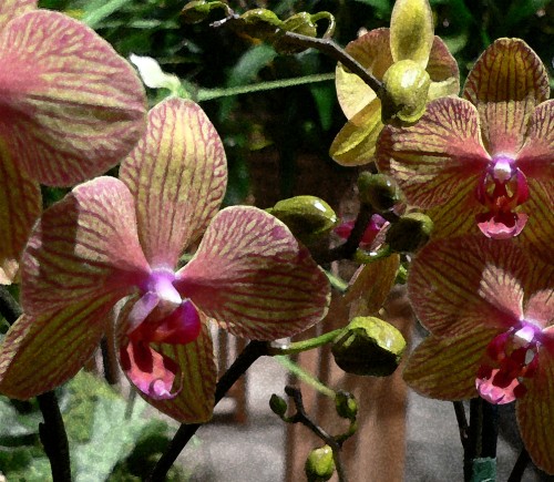 Orchids, Flower Show