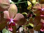 Orchids, Flower Show