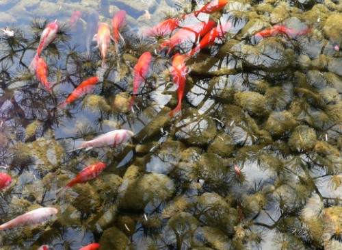 Chinese Garden Koi