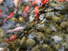 Chinese Garden Koi