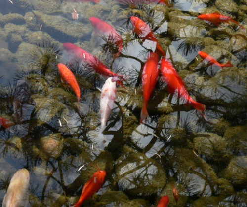 More Koi Detail