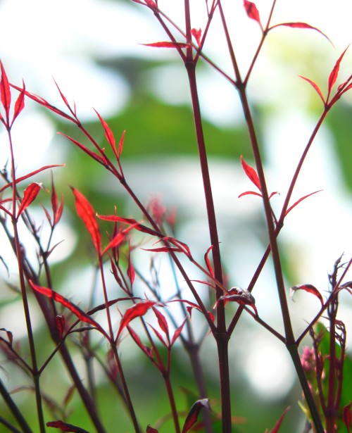 Chinese Garden Spring