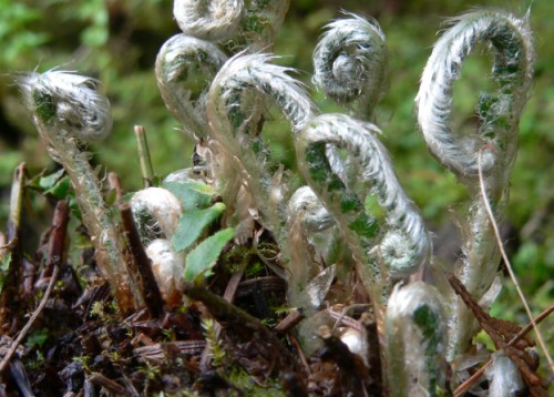 New Ferns