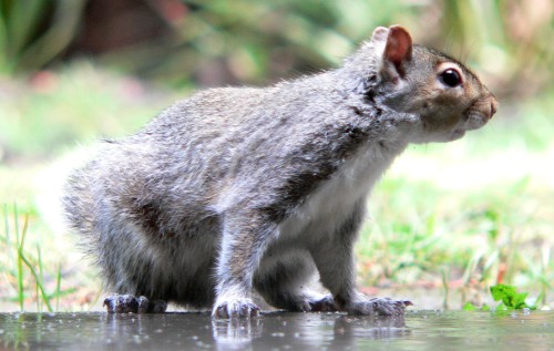 Scruffy Squirrel