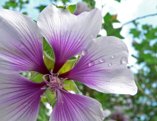 Flower in Kathy's Yard