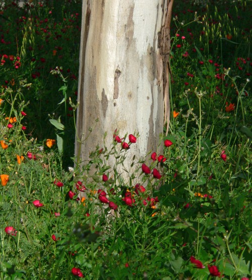 Stanford Campus Flowers 1