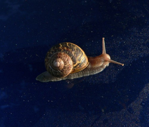 Snail