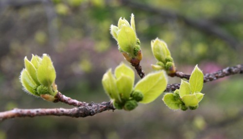 Spring at the Arboretum