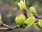 Spring at the Arboretum