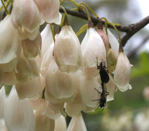 Sinister Springtime