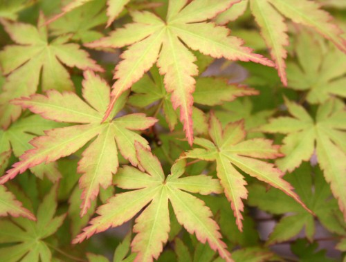 Japanese Maple Bonsai