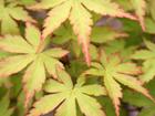 Japanese Maple Bonsai