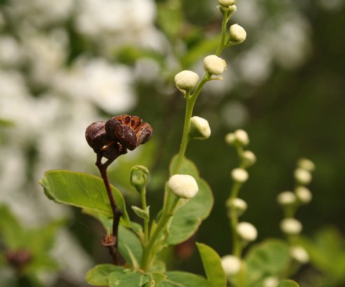 Strange Buds