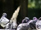 Pigeons bathing by Notre Dame