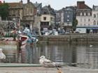 Gull in Honfleur