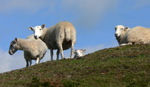 sheep in UK